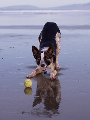 Dog Beach