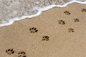 Dog Walking Services Newport Beach, Huntington Beach, Costa Mesa, Corona Del Mar and Balboa